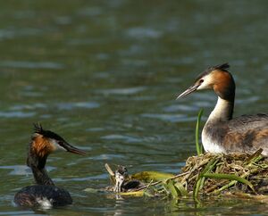 Great Crested Grebe