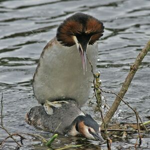 Great Crested Grebe