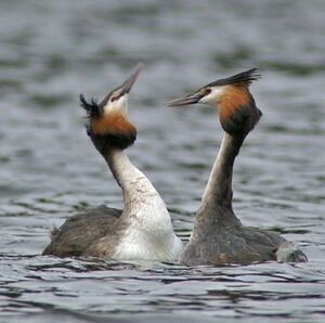 Great Crested Grebe