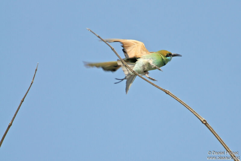 Green Bee-eateradult, Flight