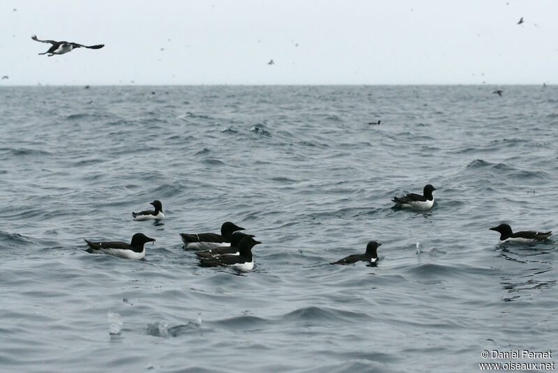 Thick-billed Murre, swimming, fishing/hunting