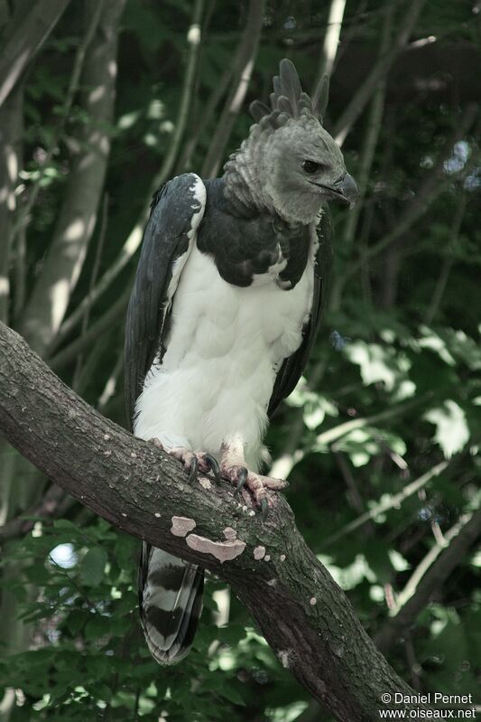 Harpy Eagleadult, identification