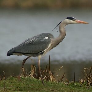 Grey Heron 
&copy; Daniel Pernet