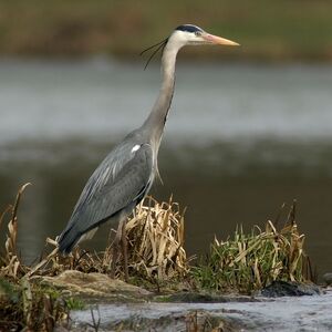 Grey Heron 
&copy; Daniel Pernet
