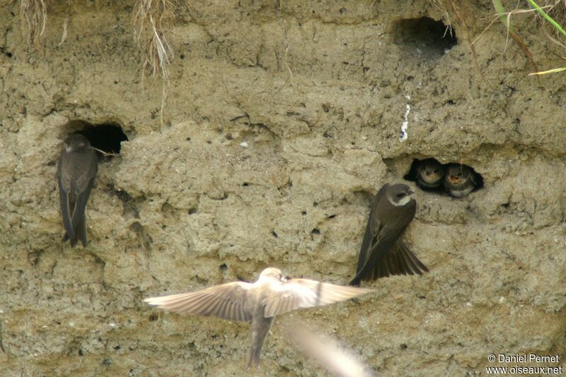 Sand Martin, identification, Reproduction-nesting, Behaviour