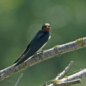 Barn Swallow