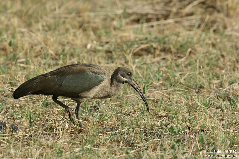 Ibis hagedashadulte, identification