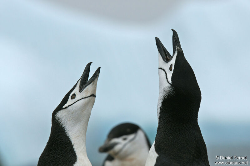 Chinstrap Penguinadult, courting display