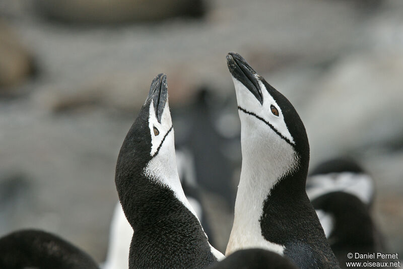 Chinstrap Penguinadult, courting display