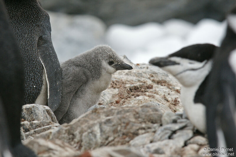 Chinstrap Penguin, Reproduction-nesting