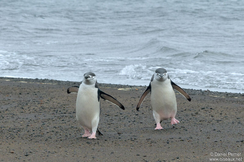 Chinstrap Penguin, walking