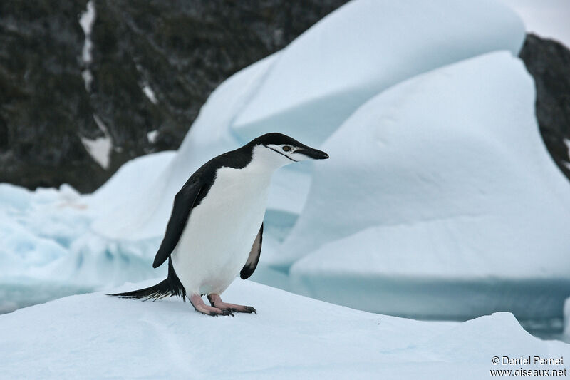 Chinstrap Penguin, habitat, walking
