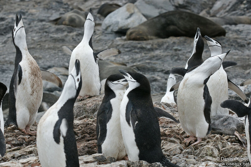 Chinstrap Penguinadult, habitat, courting display