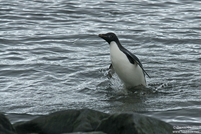 Adelie Penguinadult, habitat, walking