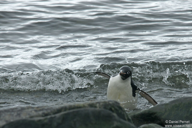 Adelie Penguin, habitat