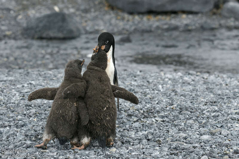 Adelie Penguin, eats, Reproduction-nesting