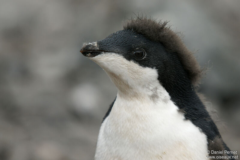 Adelie Penguinimmature, close-up portrait