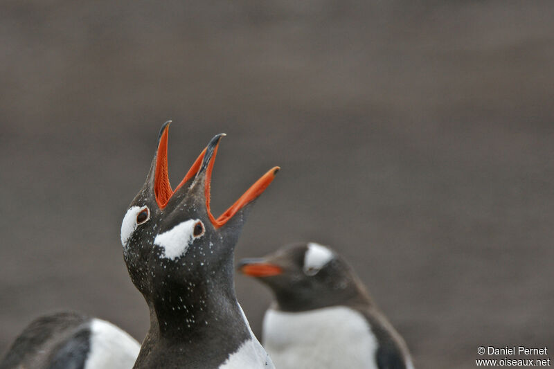 Gentoo Penguin, close-up portrait, song