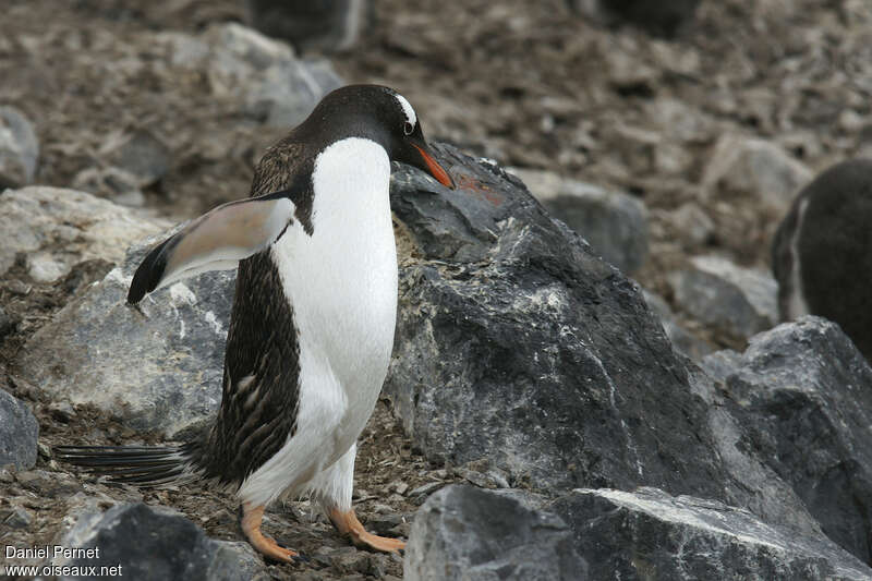 Gentoo Penguinadult, identification, walking