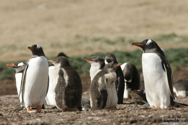 Gentoo Penguin, habitat