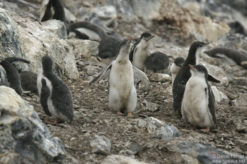 Gentoo Penguinjuvenile, habitat