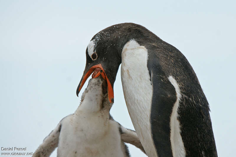 Gentoo Penguin, eats