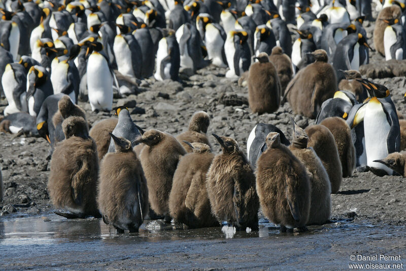 King Penguin, camouflage