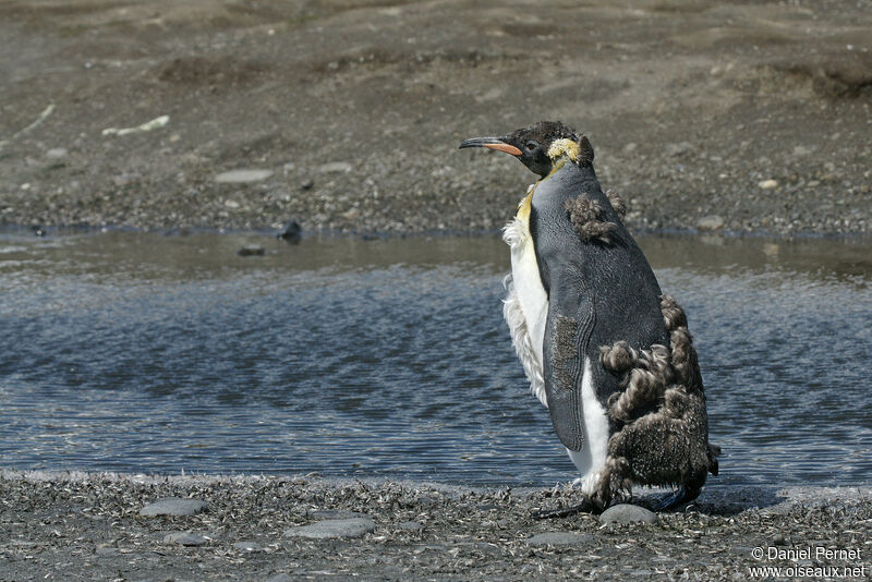 King Penguin, moulting