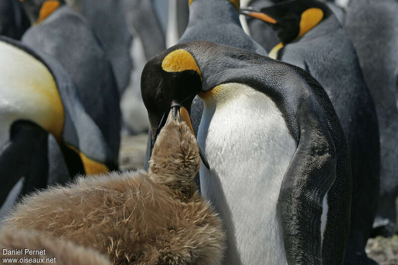 King Penguin, eats