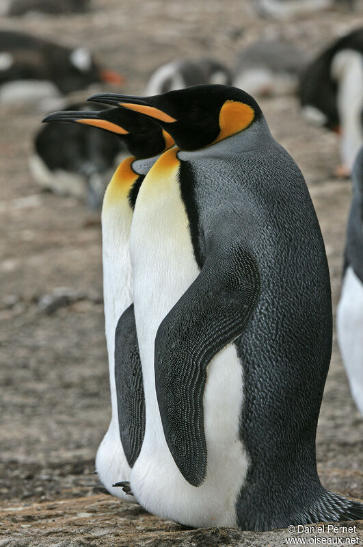 King Penguinadult