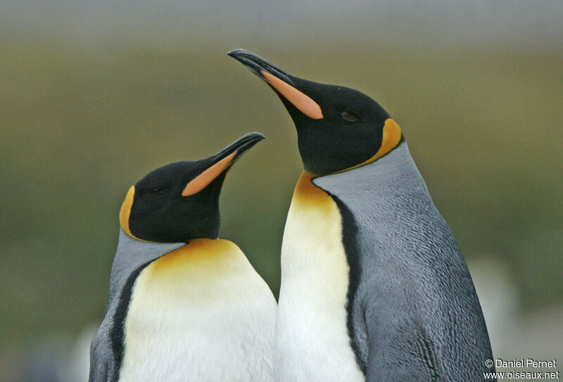 King Penguinadult, courting display