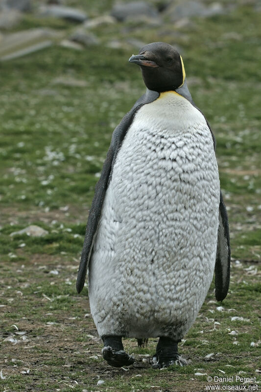King Penguinsubadult, moulting