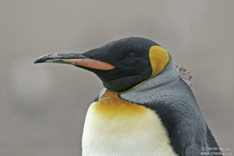 King Penguinadult, close-up portrait