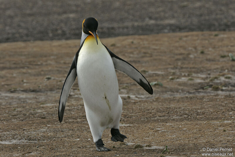 King Penguinadult, walking