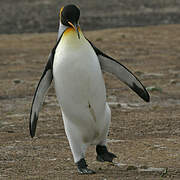 King Penguin