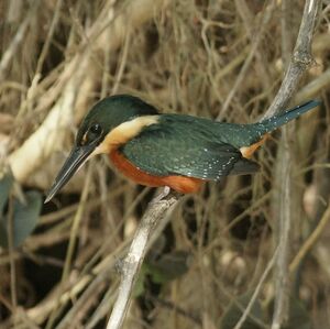 Martin-pêcheur bicolore