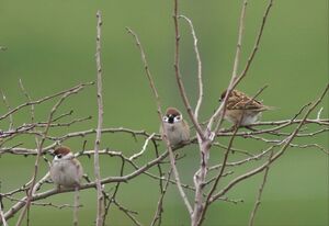 Eurasian Tree Sparrow