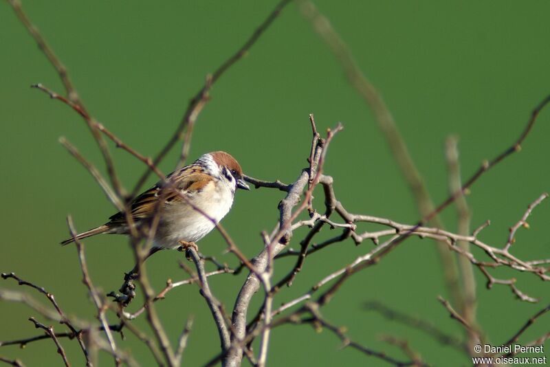 Eurasian Tree Sparrowadult post breeding, identification