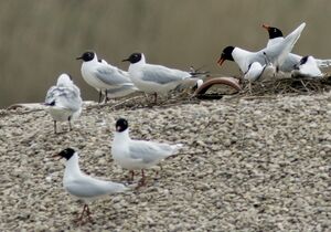Mouette mélanocéphale