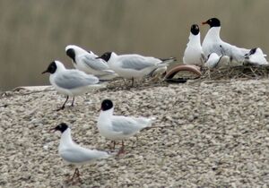 Mediterranean Gull 
&copy; Daniel Pernet