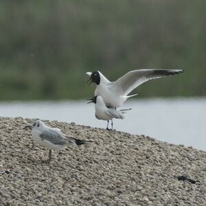 Mouette rieuse