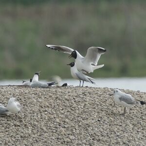 Mouette rieuse