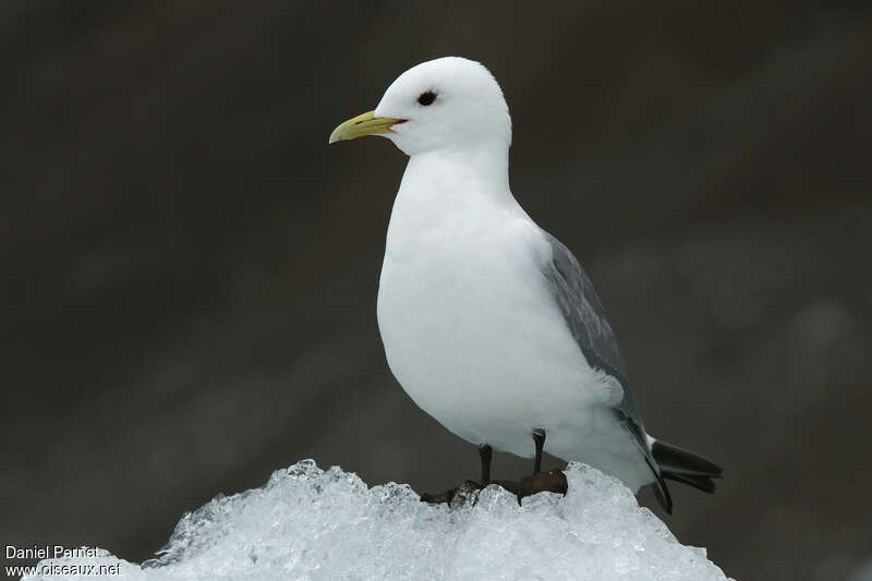 Mouette tridactyleadulte