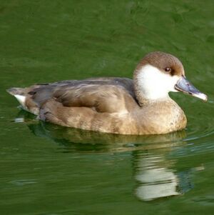 Red-crested Pochard 
&copy; Daniel Pernet
