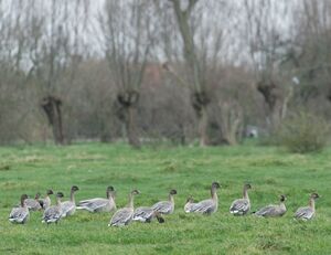 Pink-footed Goose