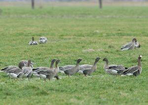 Pink-footed Goose