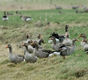 Greylag Goose 
&copy; Daniel Pernet