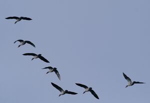 Greylag Goose