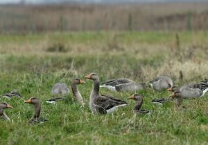 Greylag Goose 
&copy; Daniel Pernet