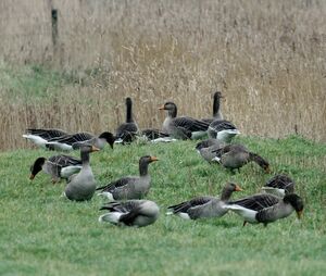 Greylag Goose 
&copy; Daniel Pernet